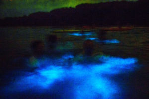 Bioluminescence Tour